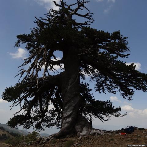 Bosnian Pine