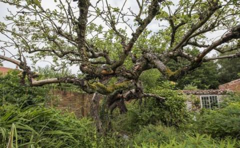 Robert Rathbone - Original Bramley apple tree