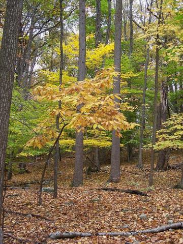 Chestnut tree Chestnut tree
