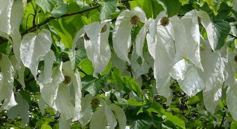 Known as the “dove tree” or “handkerchief tree,” Davidia involucrata