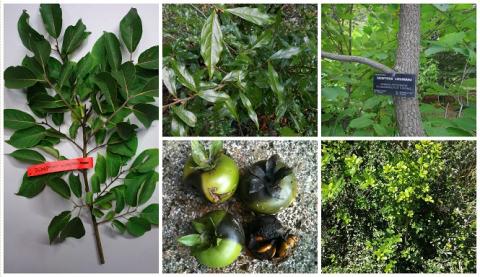 Diospyros Diospyros