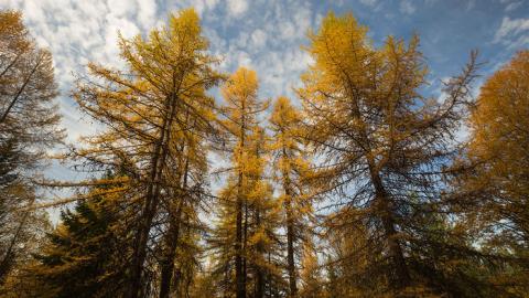 Thinning young western larch forests can boost their climate change resilience without reducing their ability to capture carbon.