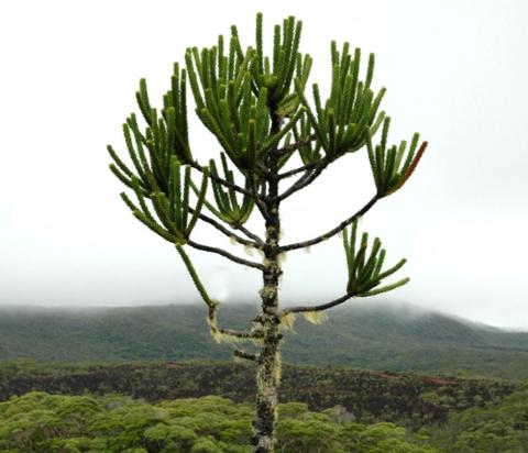 Monkey puzzle tree in wide open space