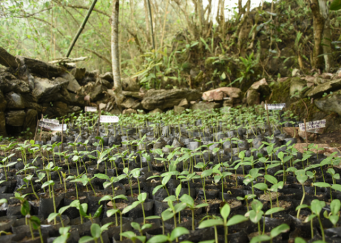 Magnolia seedlings growing at village nursery. Credit: David Gill/GTC.