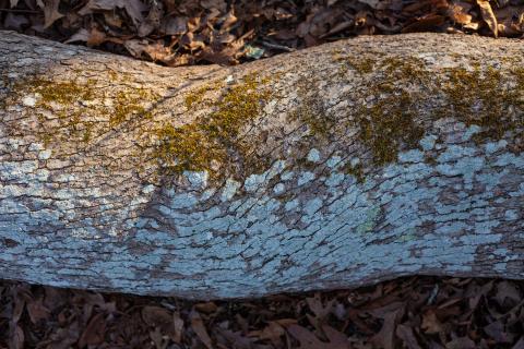 oaks oaks