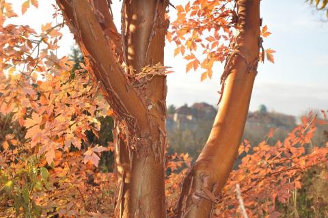 Paperbark maple with fall colors