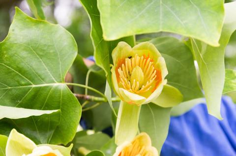 Tulip Poplar flower
