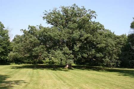 Quercus alba Quercus alba