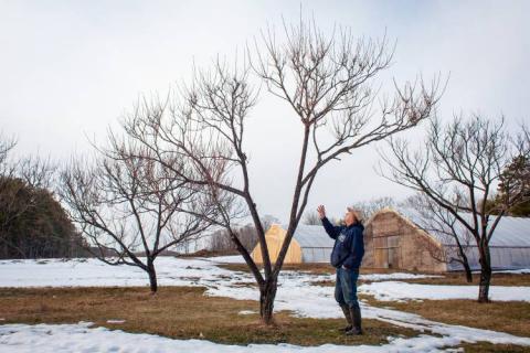 fruit trees fruit trees