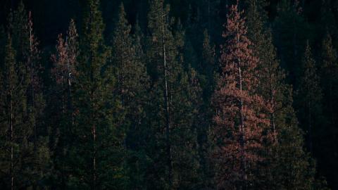 Sierra trees Sierra trees