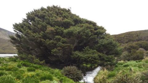 Sitka spruce Sitka spruce