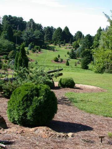 The Dawes Arboretum - Conifer Glen
