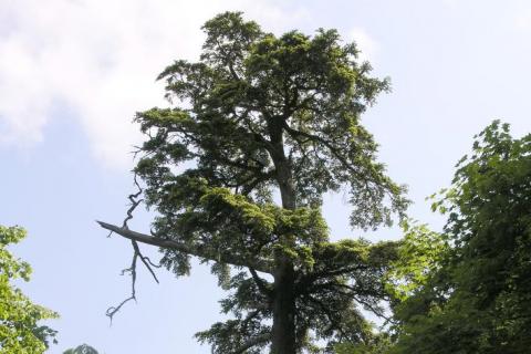 Hemlock Hemlock
