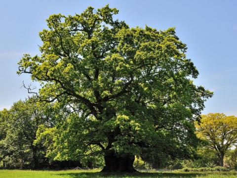 This 850-year-old ancient oak at King’s Walden is among 117 examples dating back 800 to 1,000 years Aljos Farjon