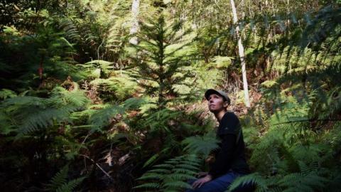 Wollemi pine Wollemi pine