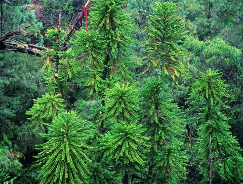 Wollemi pines, courtesy of Jaine Plaza, Royal Botanic Garden, Sydney