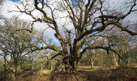 At least 60 Middle Age oaks have been unearthed in the grounds of Blenheim Palace