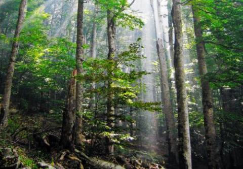 Forest