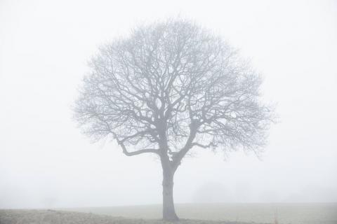 oak foggy oak foggy