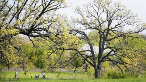 at Middlefork Farm Nature Preserve in Lake Forest on May 14, 2017. (Stacey Wescott/Chicago Tribune)