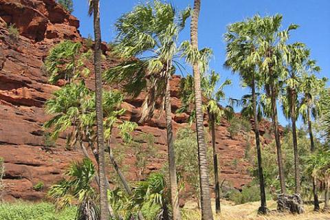 Central Australia palm trees