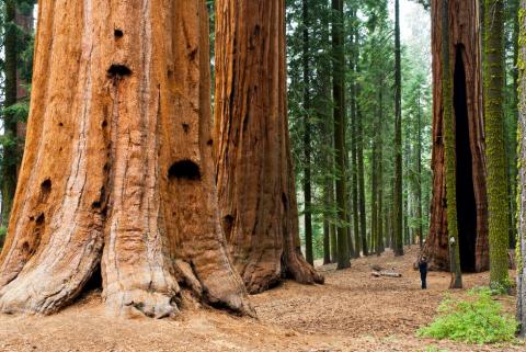 Redwood Redwood