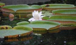 Lillys at Ghent University