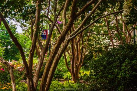 trees