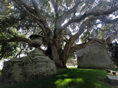 Cork Oak Cork Oak