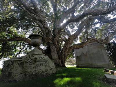 Cork Oak