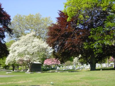 arb