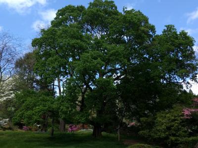 tree