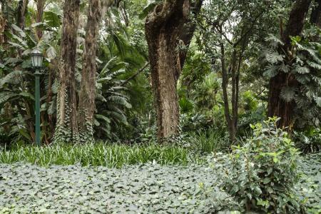 Botanic Garden of the City of Buenos Aires - trees