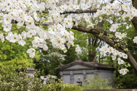 Dogwoods