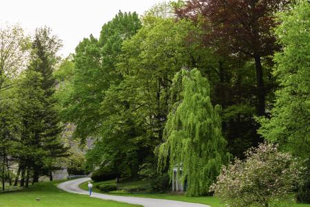 weeping beech