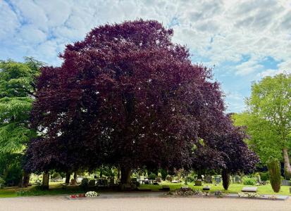 tree tree