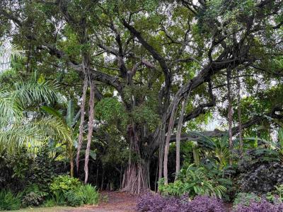 trees
