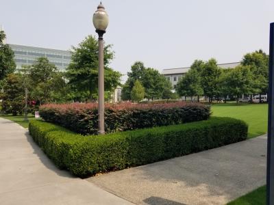 trees