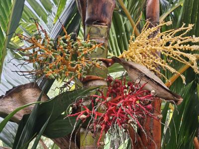 Palm flower