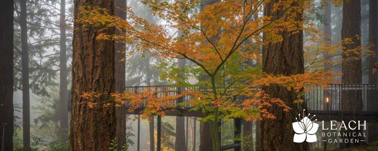 Tree walk Tree walk