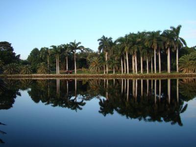 arb