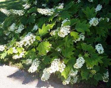 oakleaf hydrangea