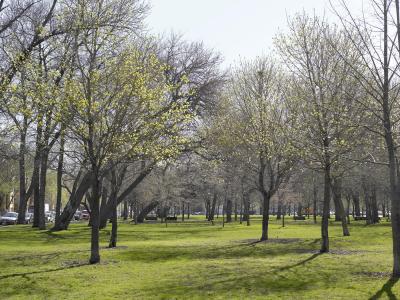 trees