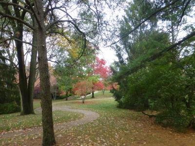 Maple Knoll Village trees