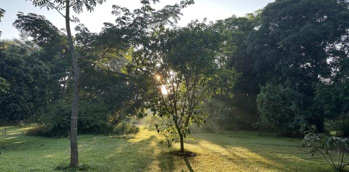 trees at sunrise