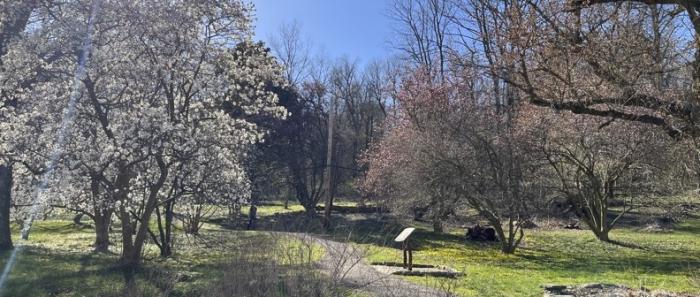 Magnolias Magnolias