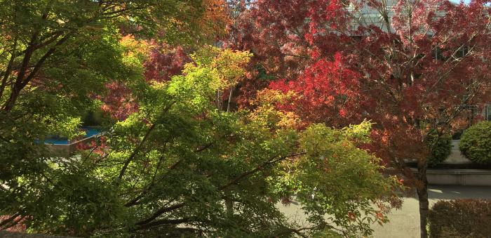 Fall trees