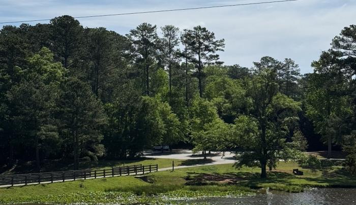 trees trees