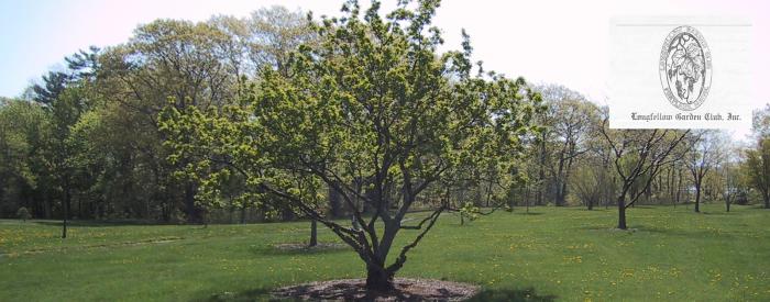 Longfellow Arboretum