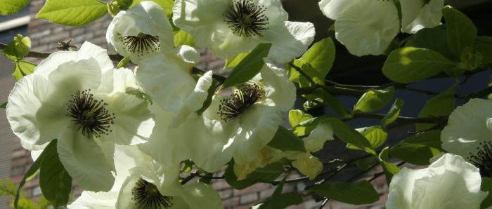 flowers flowers